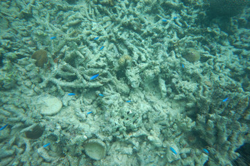 Naklejka na ściany i meble Azure damselfish over dead corals