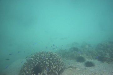 Naklejka na ściany i meble Azuer damselfish and seargent majors swimming around a coral