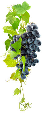  vigne et grappe de raisin rouge, fond blanc