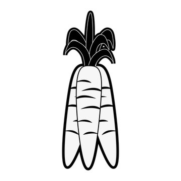 carrots vegetable icon image vector illustration design  black and white