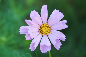 Obraz premium コスモス シーシェル