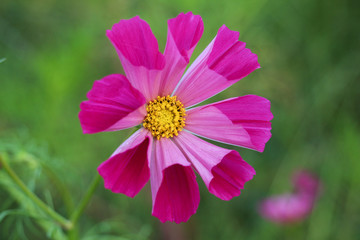 コスモス シーシェル