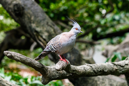 Australian Crested Pigeon on tree limb in Edward Youde Aviary, Hong Kong Park. 