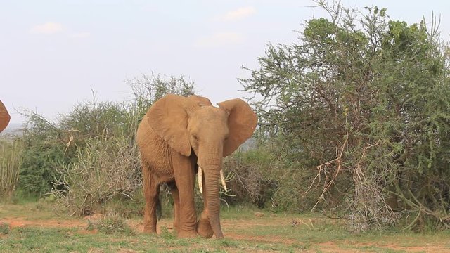 African Elephants grazing grass