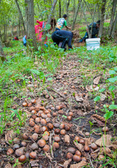 Fruit harvest time: closeup view of some hazelnuts on the ground and pickers in the background