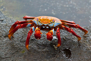 Sally Lightfoot Crab at Edge of Tidepool