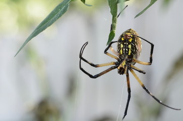 Garden Spider