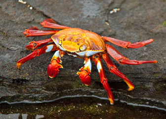 Sally Lightfoot Crab on rock
