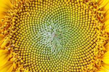 Closeup of Sunflower. Selective focus
