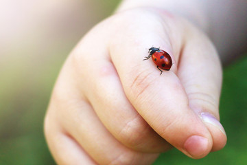 Child hand finger with lady bug crawling on it.