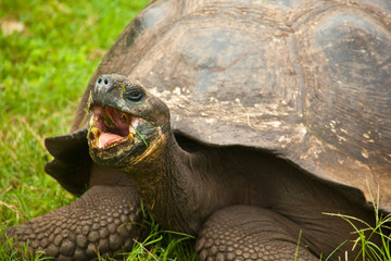 Closeup of Galapagos Tortoise on Santa Cruz Island