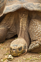 Closeup of Galapagos Tortoise on Santa Cruz Island