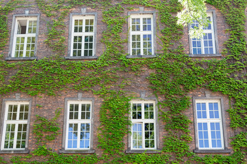 Fototapeta na wymiar The walls of the old house wove green plants