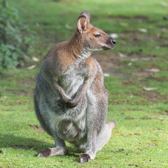 Naklejka na ściany i meble Kangaroo standing on the grass 