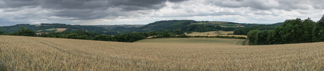 Fototapeta na wymiar Corn field, Landscape of Eifel, Germany