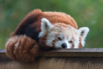 Fototapeta premium Red panda, Ailurus fulgens, lying on a piece of wood 