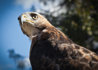 Red Tailed Hawk