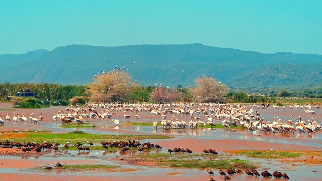 Cinematic shot of tourists in safari car watching migratory water birds in Lake Manyara National Park, Tanzania, Africa. Pelicans, storks, ducks, geese, teals, francolins, herons, Egrets, Ibis