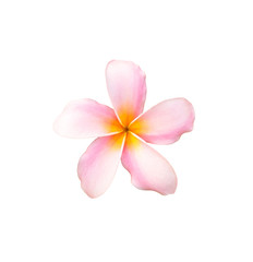 Obraz na płótnie Canvas Tropical frangipani flower isolated on white background