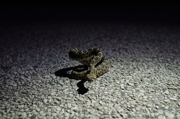 Diamondback Rattlesnake