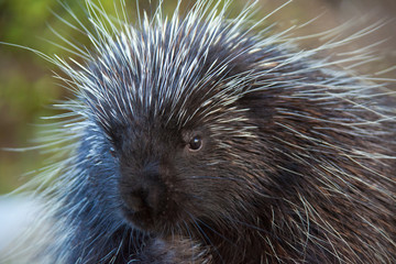 Porcupine Close-up