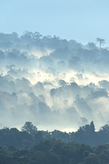 Morning fog in dense tropical rainforest at Khao Yai national park, Misty forest landscape - 175435343