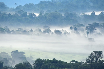 Morning fog in dense tropical rainforest at Khao Yai national park, Misty forest landscape