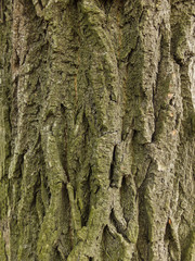 tree bark