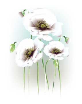 Beautiful white abstract poppies 