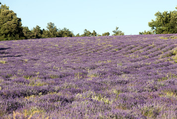 Fototapeta na wymiar Lavender field near Sault in Provence, France.