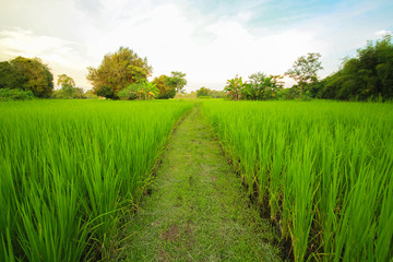 Green nature landscape with Paddy jasmine rice field in Thailand