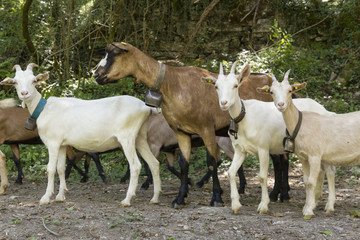 Obraz na płótnie Canvas goat in the farm