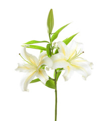 White lily isolated on white background