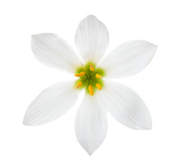 Close-up of white lily (autumn zephyrlily)  isolated on a white background. Zephyranthes candida