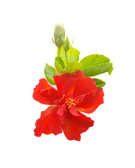 Hibiscus flower isolated on white background