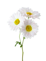 Branch with three flowers of  chrysanthemums isolated on white background.