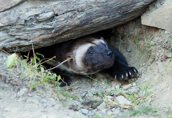 Wolverine Coming Out of Burrow