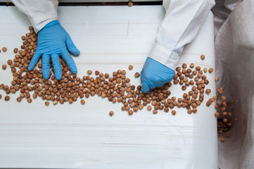 The processing of dry fruit: hazelnuts on the conveyor belt during the manual phase of rejection