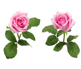 Beautiful collection of roses flowers isolated on white background