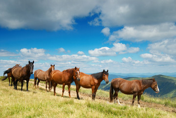Fototapeta na wymiar A herd of horses in the mountains