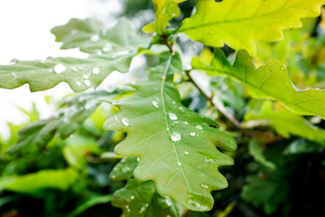 Eichenblatt mit Tropfen