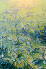 Fototapeta na wymiar Many fish swimming in the water with food in abundance.