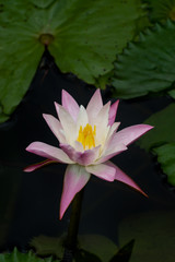 Water lily flower in the dark water.