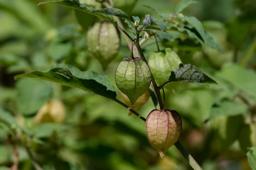 Hogweed, Ground Cherry on tree.