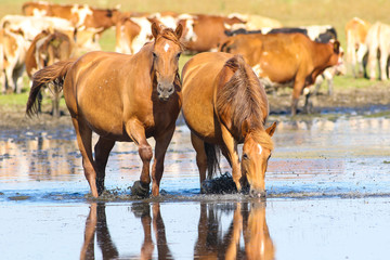 Two wild sorrel horses drinking water