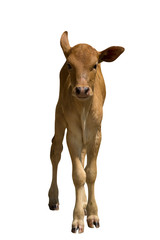 Cows standing on white background