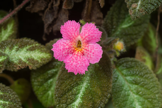 Pink flower of Episcia cupreata plant.