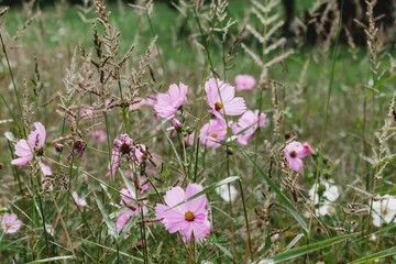 Wildflowers on a meadow