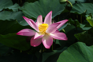 pink lotus flower are blooming