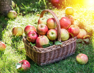 Apple harvest. Ripe red apples in the basket on the green grass.